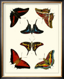 Butterflies II Poster by Pieter Cramer
