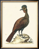 Regal Pheasants V Art by George Edwards