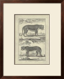 Panther and Leopard Posters by Denis Diderot