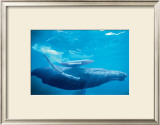 Humpback Mother and Calf Prints by Michael S. Nolan
