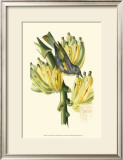 Exotic Birds VII Posters by Georges Cuvier