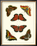 Butterflies I Poster by Pieter Cramer