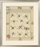 Dragonfly Manuscript I Prints by Jaggu Prasad