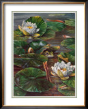 Frog in Lily Pond Posters by Durgin 