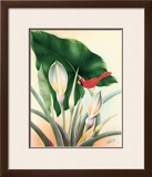 Cardinal Framed Giclee Print by Frank Oda