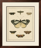 Heirloom Butterflies II Prints by Pieter Cramer