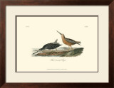 Red-Breasted Snipe Posters by John James Audubon