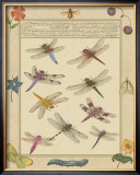 Dragonfly Manuscript III Prints by Jaggu Prasad