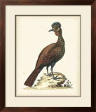 Regal Pheasants V Posters by George Edwards
