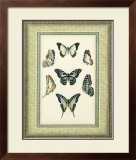 Papilio Collection III Posters by Lebrun 