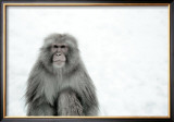 Monkey on Hot Spring Ground Prints by Takashi Kirita