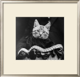 French Tabby Cat Art by Mesh Gabriella
