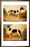 Two Greyhounds Art by Benjamin Killingbeck