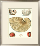 Studies in Symmetry II Prints by George Wolfgang Knorr