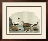 Duck Family I Prints by A. Wilson