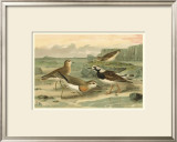 Shore Gathering I Prints by Franz Eugen Kohler