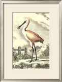 Antique Spoonbill Posters by J.E. Deseve