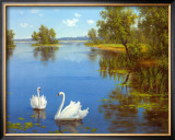 Swans on the Lake Posters by Slava 