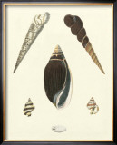 Knorr Shells VI Prints by George Wolfgang Knorr