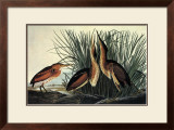 Least Bittern Posters by John James Audubon