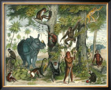 African Animals I Prints by G. Heck