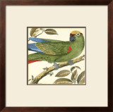 Tropical Parrot I Poster by Martinet 
