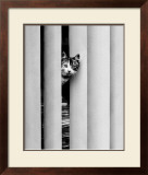 Chat Curieux Art by Edward Golbin