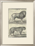 Lion and Tiger Prints by Denis Diderot