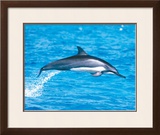 Spinner Dolphins Framed Giclee Print by Michael S. Nolan