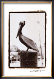 Pelican Perch Posters by Laura Denardo