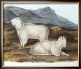 Rocky Mountain Goat Poster by John James Audubon