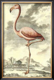 Antique Flamingo Poster by J.E. Deseve