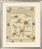 Dragonfly Manuscript IV Print by Jaggu Prasad