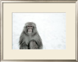 Monkey on Hot Spring Ground Prints by Takashi Kirita