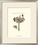 Butterflies and Blossoms III Prints by Johann Theodore de Bry