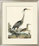 Heron Family I Print by A. Wilson