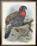 Native Pheasant I Posters by Joseph Wolf