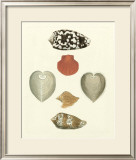 Knorr Shells III Posters by George Wolfgang Knorr