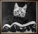 French Tabby Cat Prints by Mesh Gabriella