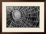 Spider Web Sparkle Posters by erichan 