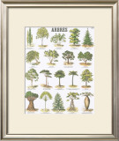 Trees Teaching Chart Prints by DEYROLLE 