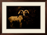Western Ram Framed Giclee Print by Jim Tunell