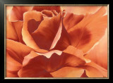 Full in Bloom II Print by Yvonne Poelstra Holzhaus