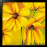 Yellow Sundancer Prints by Caroline Wenig