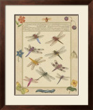 Dragonfly Manuscript III Posters by Jaggu Prasad