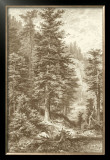 Sepia Noble Fir Prints by Ernst Heyn