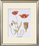 The Poppy Teaching Chart Art by DEYROLLE 