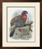 Native Pheasant I Prints by Joseph Wolf