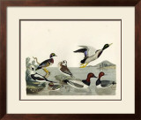 Duck Family II Posters by A. Wilson
