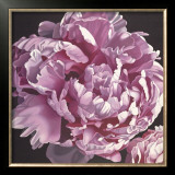 Peony I Prints by Elizabeth Hellman